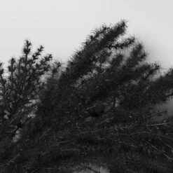 Halloween Grass Wreath Black - Threshold™ 5 Halloween Grass Wreath Black - Threshold™ -Halloween Home Decoration GUEST 135f1d1a 30c8 47a4 b104 5579e433304c