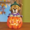 Collections Etc LED Lighted Jack-O'-Lantern Witch Dog Halloween Decoration 3.75 X 3.75 X 6.25