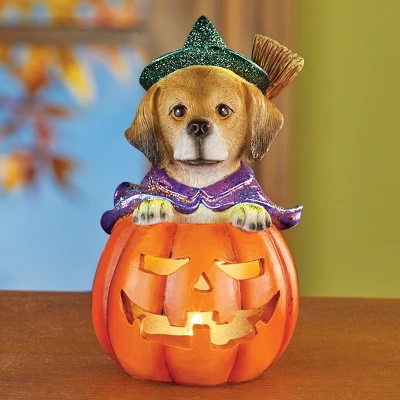 Collections Etc LED Lighted Jack-O'-Lantern Witch Dog Halloween Decoration 3.75 X 3.75 X 6.25 1 Collections Etc LED Lighted Jack-O'-Lantern Witch Dog Halloween Decoration 3.75 X 3.75 X 6.25